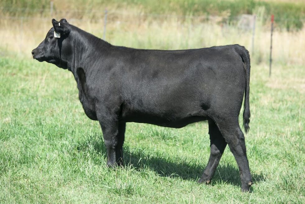 Cow Sale | Van Dyke Angus Ranch
