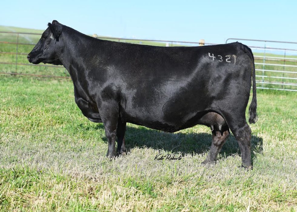 Herd Sires | Van Dyke Angus Ranch