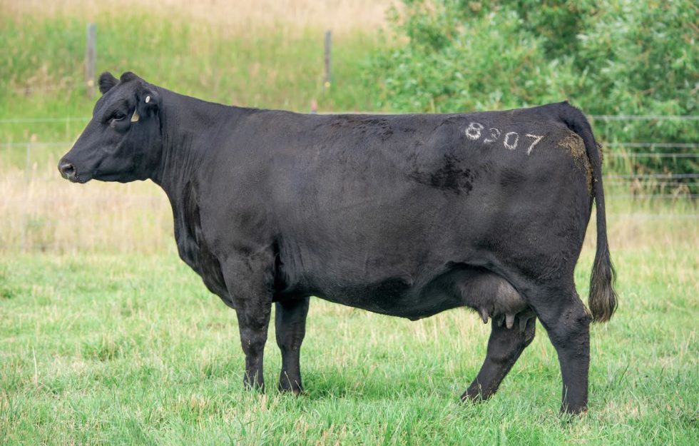 Cow Sale | Van Dyke Angus Ranch